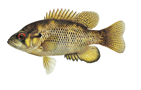 Rock bass Illustration by Joseph R. Tomelleri ©