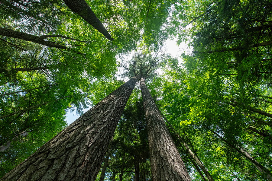 A view upwards at the old growth forest at Hartwick Pines