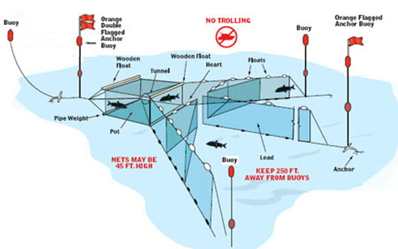 Diagram of a trap net. This image contains a complex diagram. For assistance reading or interpreting, please call 517-284-5830.