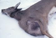 hydrocyst on chest of deer hydrocyst on chest of deer