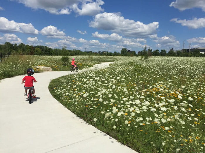 a pathway through a field of low-lying plantings