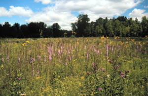 Blazing Star Prairie