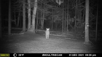 A cougar captured on a trail camera in the woods. 