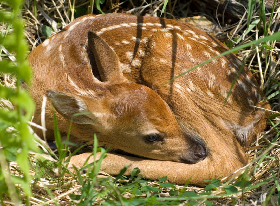 deer fawn in the grass