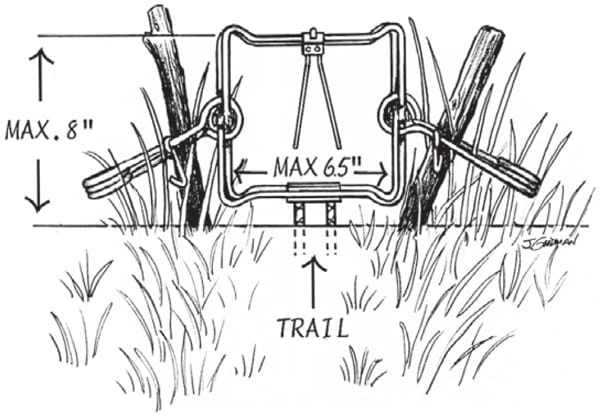 An illustration of a body gripping trap.