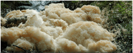 A clump of white foam tinged brown on top of a river