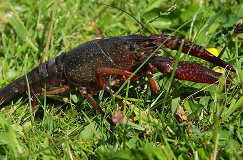 red swamp crayfish