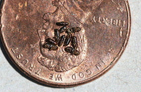 TCD beetles on penny