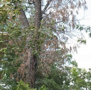 thousand cankers diseased tree