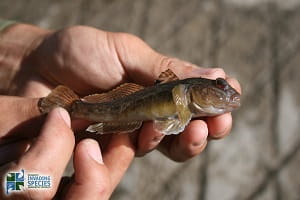 round goby