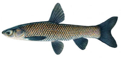 black carp