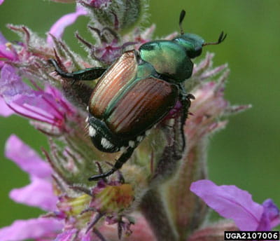 Japanese Beetle