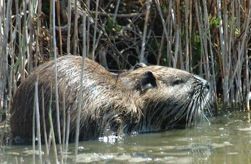 nutria