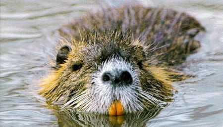 nutria