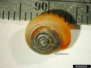 carthusian snail