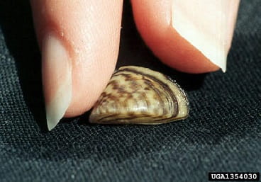 zebra mussel