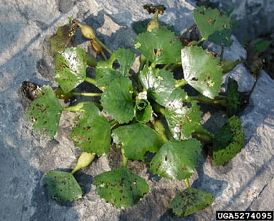 water chestnut cluster