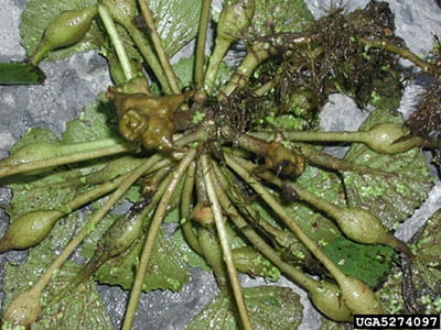 water chestnut with seed