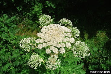giant hogweed