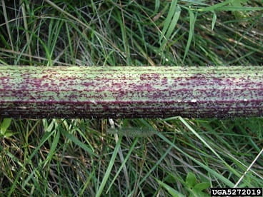 giant hogweed stem