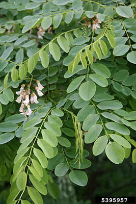Black locust leaves and flower clusters.