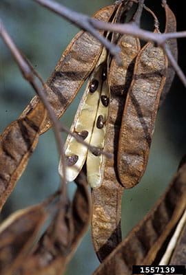 A cluster of slender, brown black locust seed pods. One is open, showing small, brown seeds.