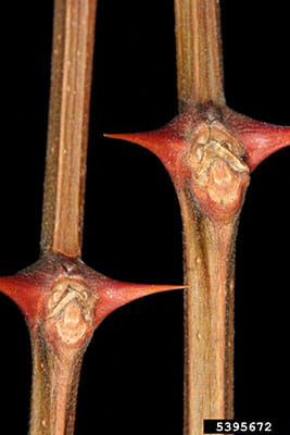 Black locust stems with pairs of sharp, red thorns.
