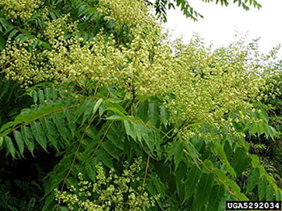 Yellowish-green tree of heaven flowers extend in upright clusters from branches.