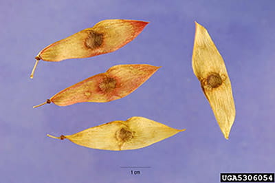 Four tree of heaven seed pods, each with a seed in the center of a leaf-like pod.