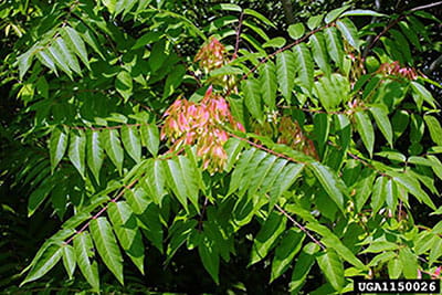 Tree of heaven branches with reddish-yellow early seed pods.