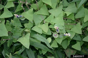 A cluster of mile-a-minute weed vine showing triangular leaves and fruit spikes.