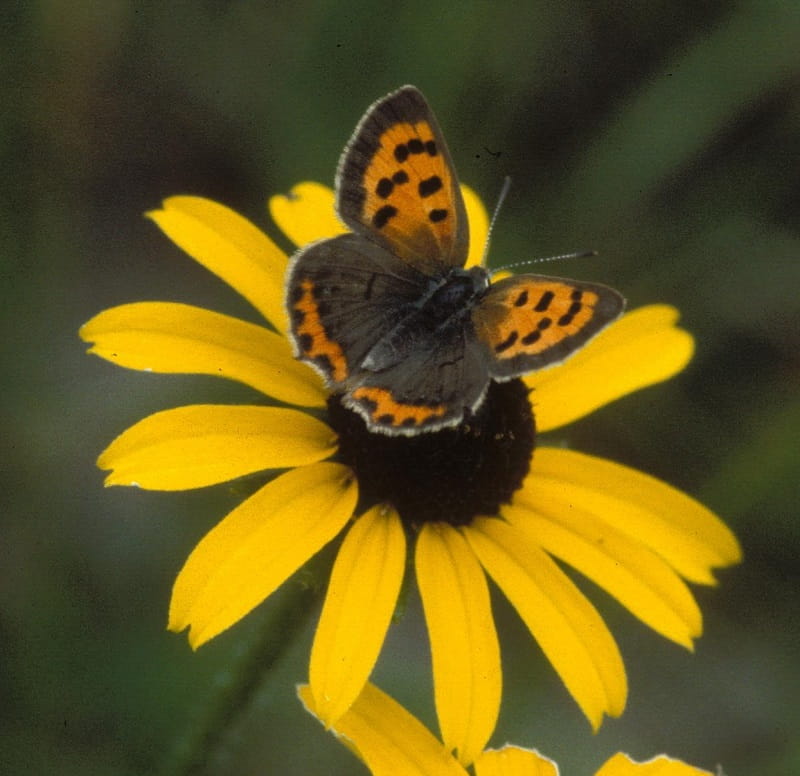 An American copper butterfly with open wings rests on a black-eyed Susan flower.