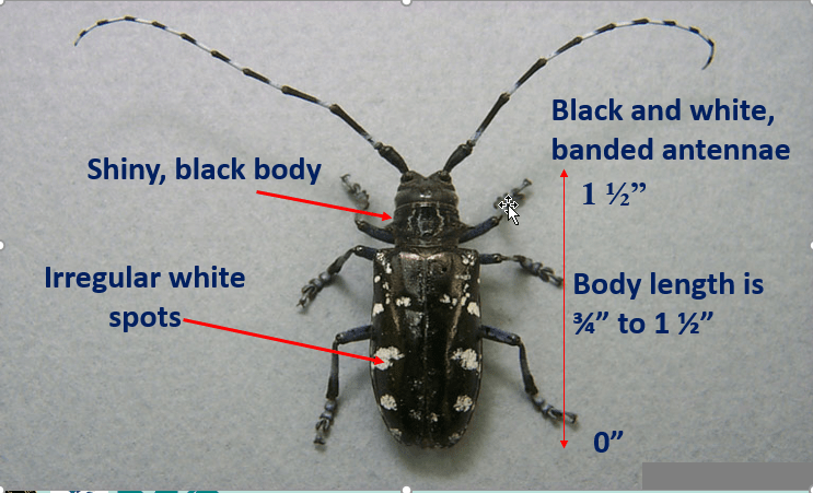 A picture of an Asian longhorned beetle, taken from above, with identifying notes including irregular white spots, shiny black body and black and white banded antennae.