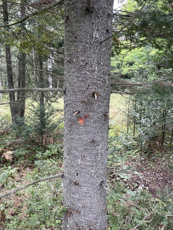 A large fir tree trunk with clusters of small, white tufts indicative of invasive balsam woolly adelgid.