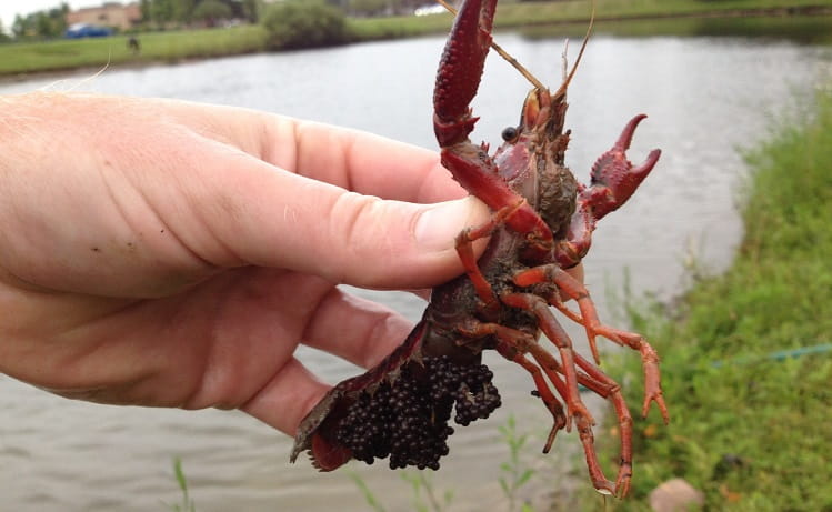 A hand holding up a red swamp crayfish to reveal its underside. A cluster of small, dark eggs is visible beneath its tail.