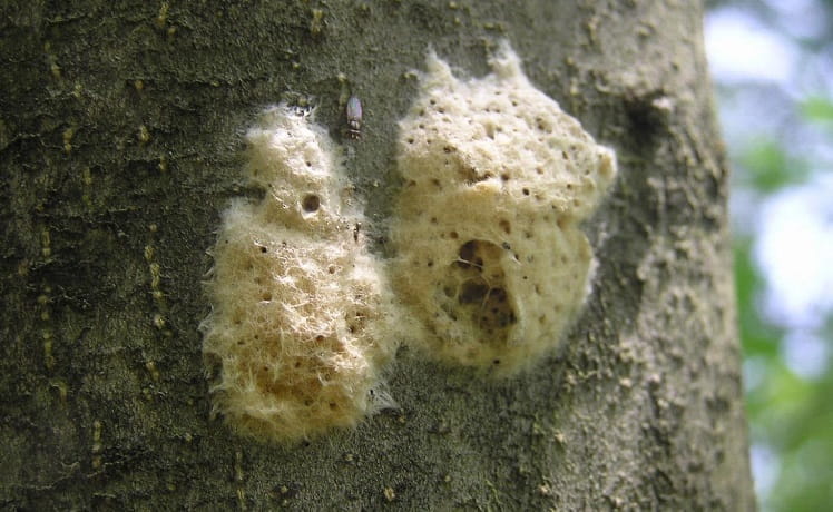 Two fuzzy, light tan spongy moth egg masses on a tree trunk. Both are riddled with small holes, and the one on the right is torn.
