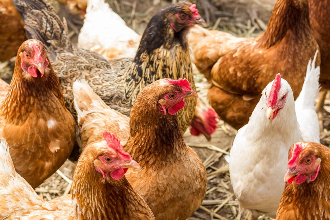 Chickens free feeding in a field