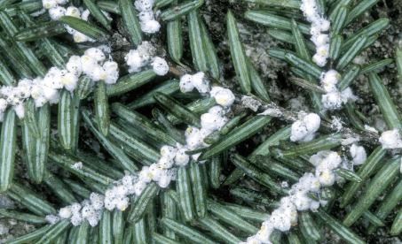 A hemlock woolly adelgid infestation