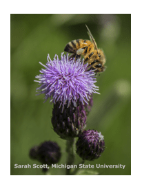 Honey bee on thistle flower