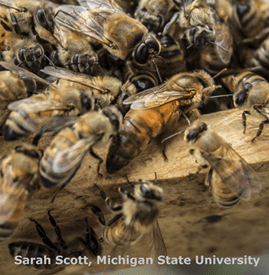 Honey bee queen with workers and drones