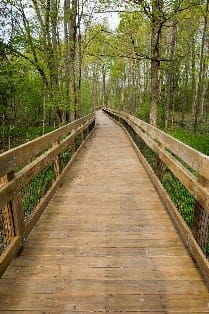 Wooden Footbridge through forest