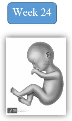 Image depiction of fetal development at 24 weeks.