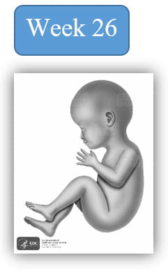 Image depiction of fetal development at 26 weeks.