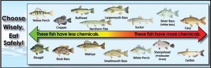 arrow showing fish lower and higher in contamination arrow showing fish lower and higher in contamination