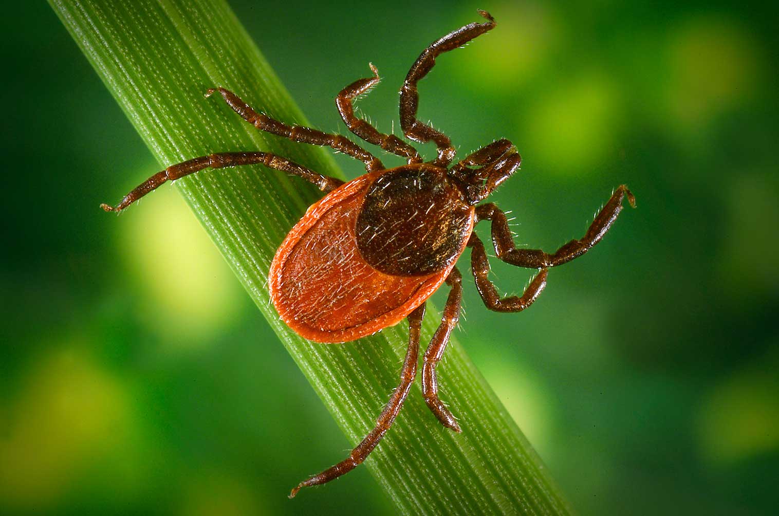 picture of a blacklegged tick