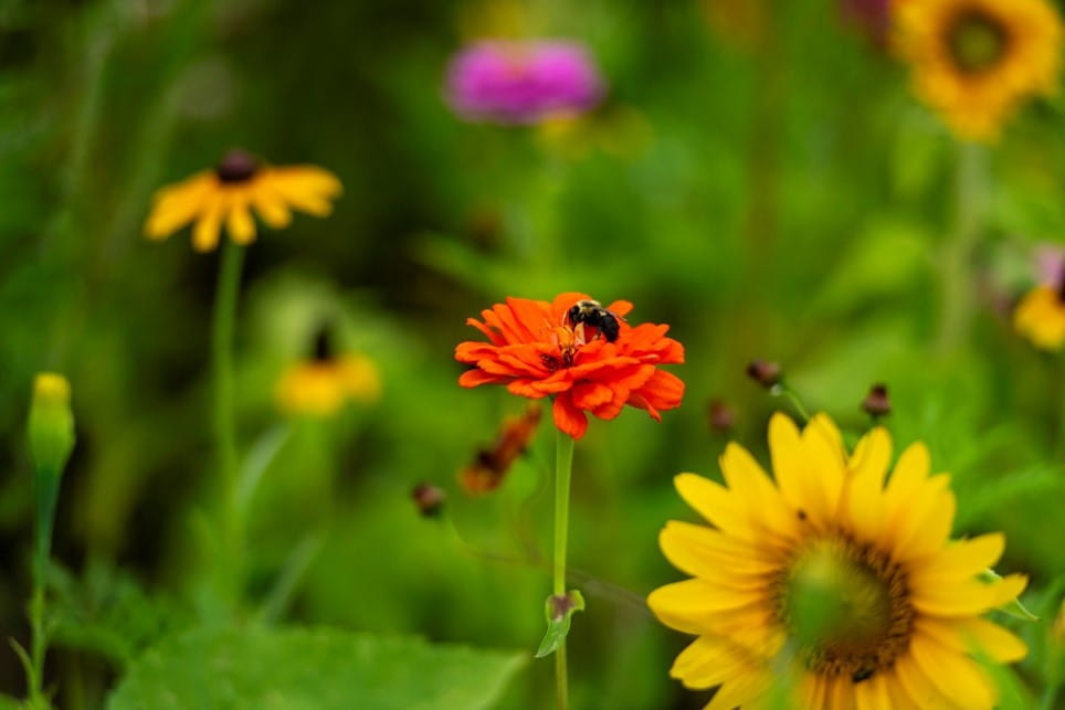 Pollinators pictured on wildflowers planted at the Port Huron Welcome Center on westbound I-69 in St. Clair County.