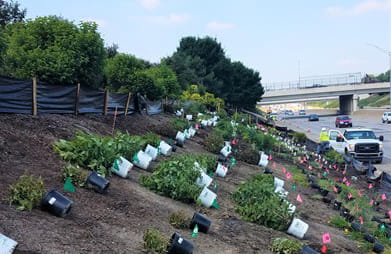 Roadside slope with plants laid out for planting.