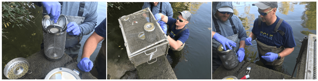 three photos with egle staff standing in a river setting up a cage to catch fish