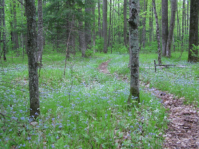Forget Me Not flowers along trail in woods