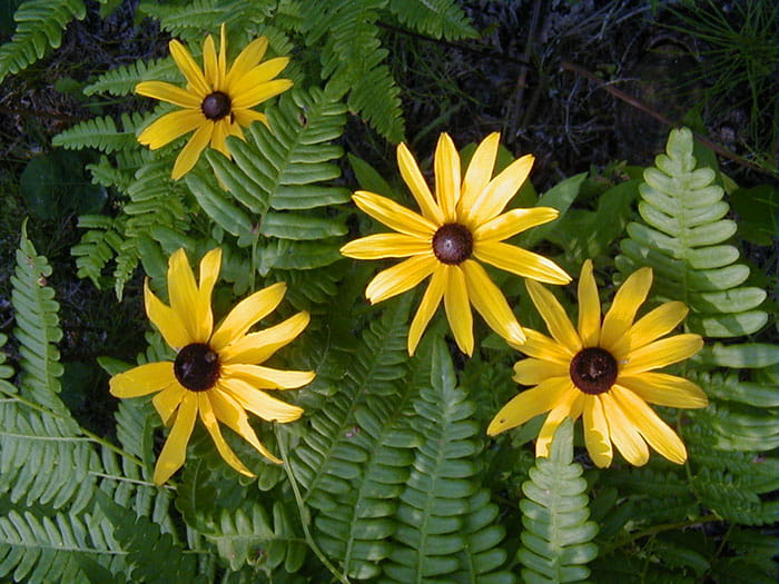 Flowers at Cheboygan